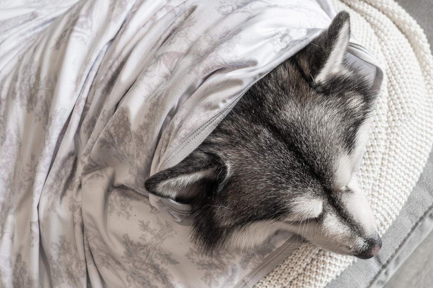 Husky Puppy Toile Print - Double Layer Bamboo Blanket